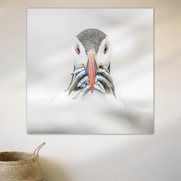 LP 71319063 Puffin with fish by BeeldigBeeld Food & Lifestyle