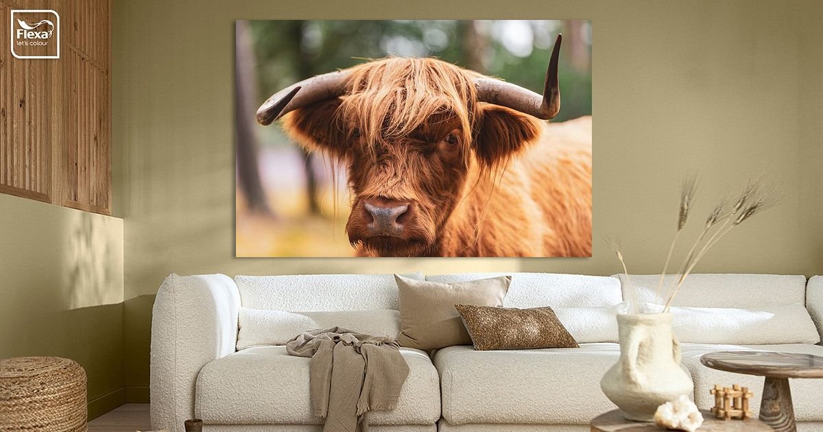 Toile Photo Déco - Vaches Des Highlands écossais Dans Un Pré - Format 120x80 Cm - Cadre En Bois Véritable, Prêt à Accrocher