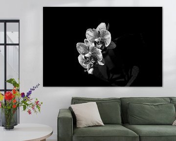 Orchidee met druppels van Eveline Hellingman