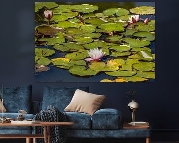 A Waterlily 