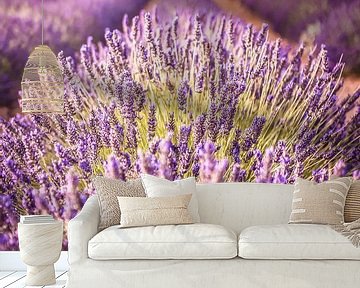 Lavendelveld op het Plateau de Valensole, Provence, Frankrijk van Christian Müringer