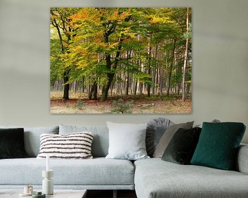 Beech trees in autumn by Corinne Welp