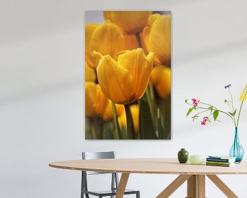 Tulpen von Rob Boon