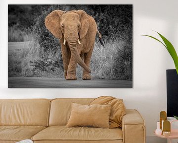 Elephant in South Africa by Gunter Nuyts