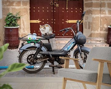 Een kat op een vintage motor in Marokko van Ellis Peeters