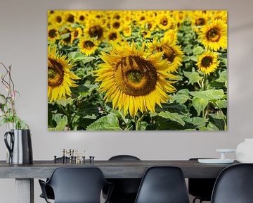 Sonnenblumenfeld von Frank Herrmann