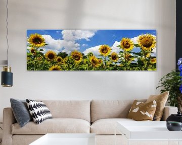 Sonnenblumenpanorama von Frank Herrmann