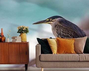 Mangrovereiher (Butorides striatus)