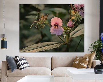 Himalayan Balsam in evening light by Kristof Lauwers