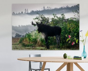 Eland in de ochtend
