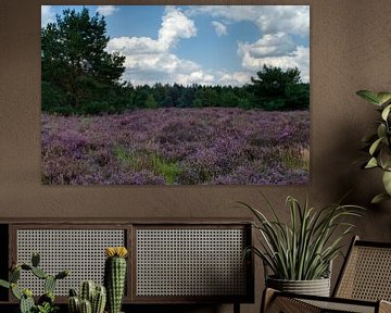 Das violette Heidekraut auf der Weerterheide und ein blauer Himmel mit Wolken von Jolanda de Jong-Jansen