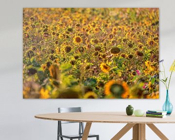 Sonnenblumen von Friedhelm Peters