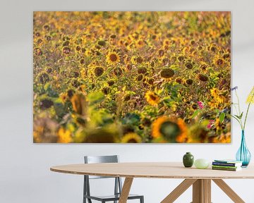 Tournesols sur Friedhelm Peters