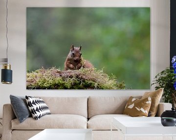 Squirrel with walnut by Anjella Buckens