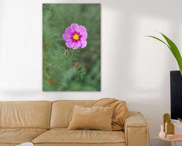 Bunte violett/rosa Feldblume auf ruhigem Hintergrund von Michel Geluk