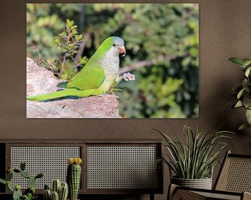 Monk Parakeet or Mouse Parakeet by Anjella Buckens