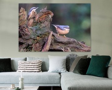 Nuthatch sur Anjella Buckens