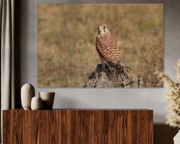 Kestrel sur Tanja van Beuningen