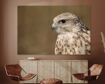 Saker Falcon (falco cherrug) by Tanja van Beuningen