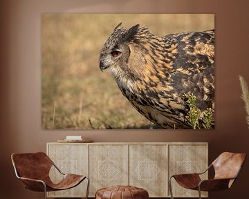 European eagle owl by Tanja van Beuningen