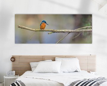 Kingfisher - Panorama by Kingfisher.photo - Corné van Oosterhout