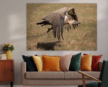 White-backed vulture Gyps africanus) by Tanja van Beuningen