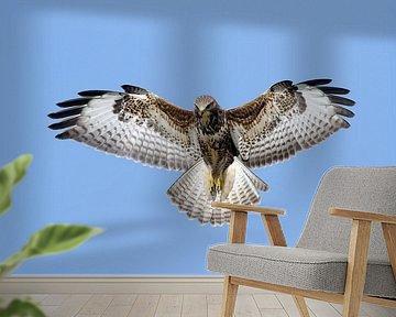 Betender Bussard. (Buteo buteo)