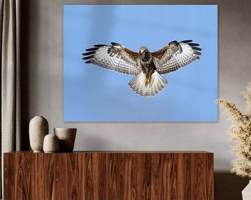 Biddende Buizerd (Buteo buteo) van Beschermingswerk voor aan uw muur
