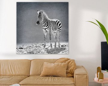 Pasgeboren zebra (zwart-wit) van Fotografie Jeronimo