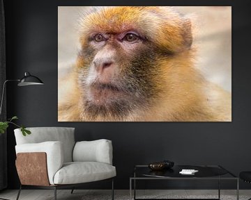 (21039) Portret van een aap