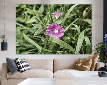 purple flower by Gydo v