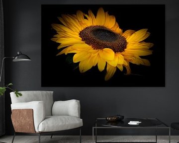 Sonnenblume in Blüte. von Benjamin Admiraal