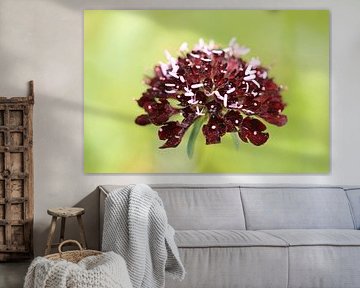 Pigeonherb (scabiosa) by Bärbel Severens