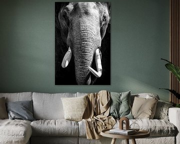 Asian Elephant with large white tusks looking directly at the camera by Sjoerd van der Wal Photography