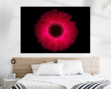 paarse gerbera van Benjamin Admiraal