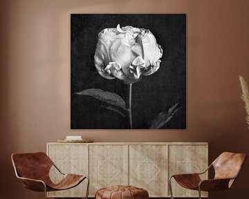 Moody Peony by David Potter