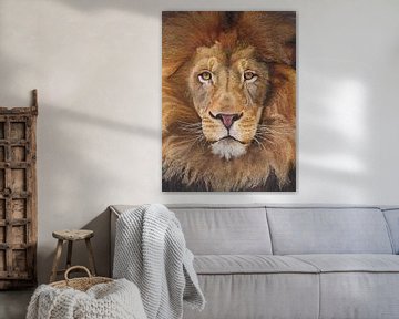 Koning leeuw portret