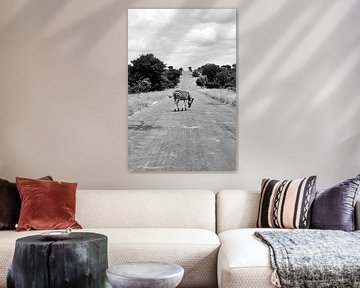 Overstekende zebra in Timbavati Zuid-Afrika van Nathalie Wilmsen