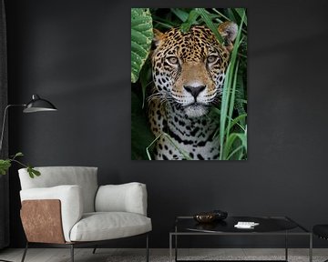 Jaguar im Amazonas Regenwald von Adalbert Dragon Dragon