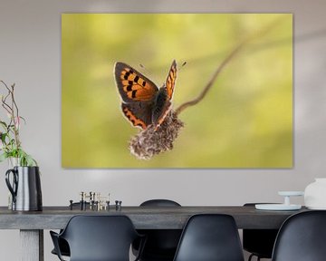 Butterfly on a dry flower by KB Design & Photography (Karen Brouwer)