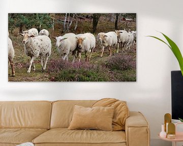 moutons sur Marieke Funke