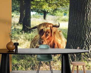 Schotse hooglander in natuurgebied van Laura Reedijk