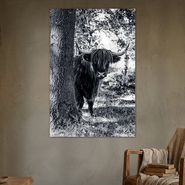 Schottischer Highlander in B&W