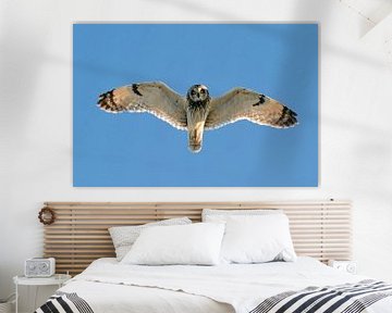 Flying Short-eared Owl (Asio flammeus) by Beschermingswerk voor aan uw muur