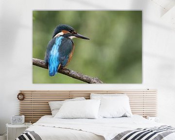 IJsvogel (Alcedo atthis) van Dirk Rüter