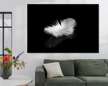 Weiße Feder auf schwarzem Hintergrund von shoott photography