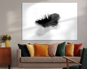 Zwarte veer op witte ondergrond van shoott photography