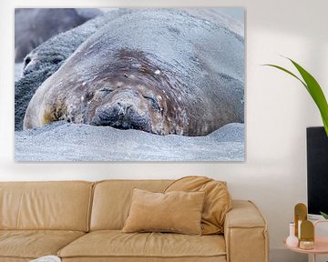 Sleeping elephant seal by Angelika Stern