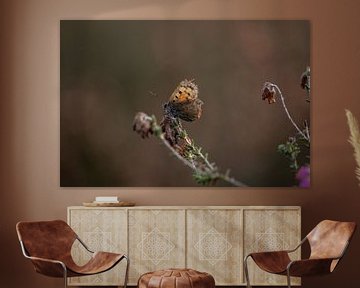 Butterfly on the heath that has finished flowering by KB Design & Photography (Karen Brouwer)