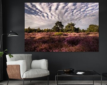 Paarse heide met  bomen en mooie lucht op de leenderheide in Noord Brabant van Marianne van der Zee